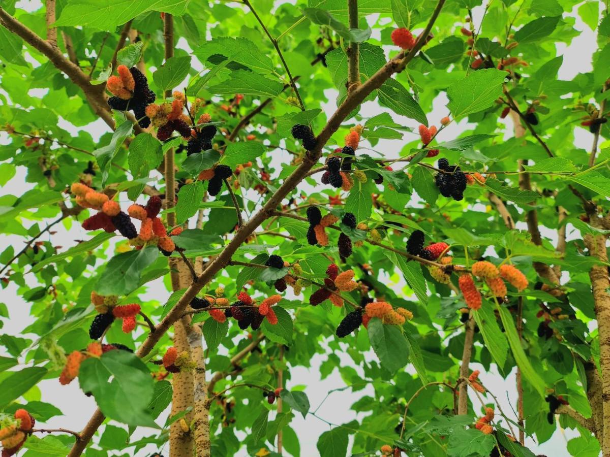 Xa Gia Tan Ben Ho Homestay المظهر الخارجي الصورة